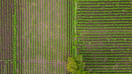 Aerial top view of agriculture field