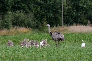 Wild Nandus with children on a field in Mecklenburg West Pomerania