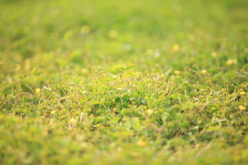 Grass background, green background