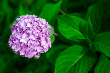 purple lilac hydrangea flower