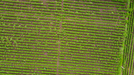 Aerial top view of agriculture field