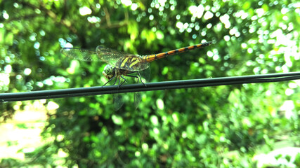 Dragonfly on a cable,macro short