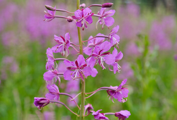 fireweed, blooming in the meadow. Chamaenerion angustifolium, ivan tea