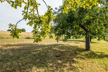 Baumgrundstück im Sommer