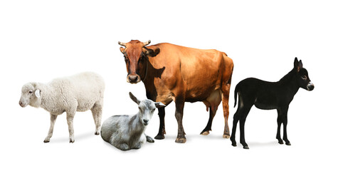 Collage with horse and other pets on white background. Banner design