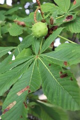 Kastanien mit Flecken auf den Bl&auml;ttern