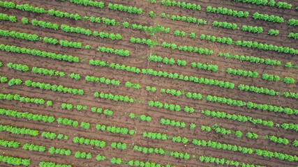 Aerial top view of agriculture field