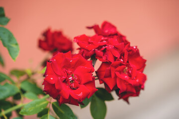Petals of a red rose,Rosa, in the nature
