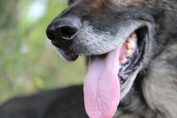 Maul vom Deutscher Schäferhund, Zunge, Zähne, Nase, Schnurrhaare, grauer Bart