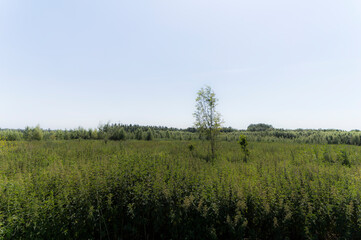 Fototapeta premium Nature reserve Oostvaardersveld, the Netherlands.