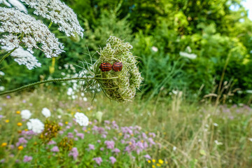 Feuerwanzen Paarung © focus finder