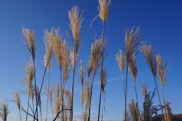 Japanese pampas grass (Autumn sky)