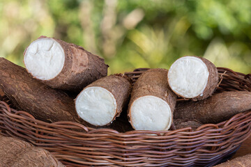 Fresh Cassava root on wooden table with blurred garden background. Copy space.