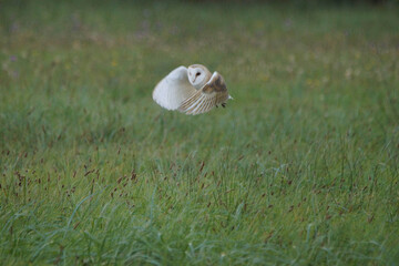 Barn Owl taking off 