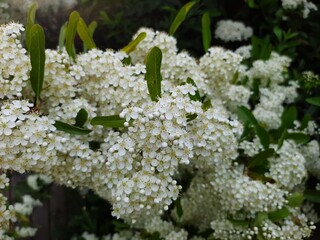 white flowers