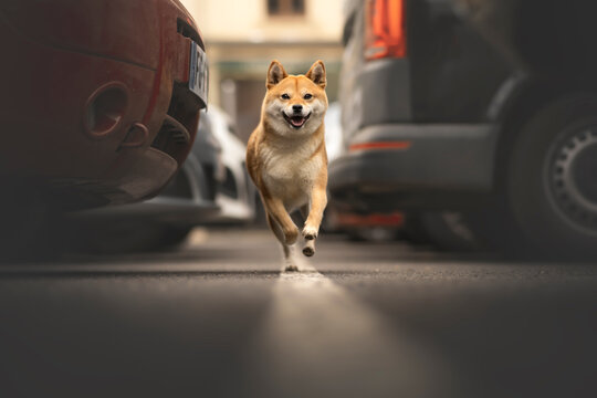 Photo Shiba Inu