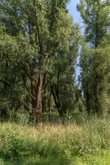 Nature reserve Oostvaardersveld, the Netherlands.