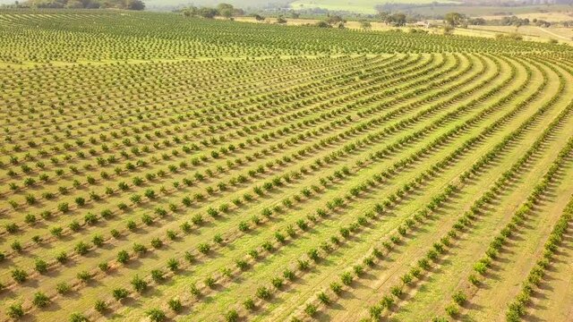 Rising aerial of countless rows of orange plantation in Brotas, Sao Paulo