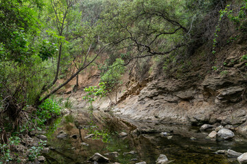 reflection of trees in clear river water