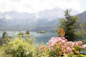 Schmetterlinge am Eibsee in Bayern © light blue ocean
