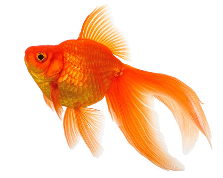  Goldfish on White