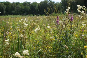 Wild flower meadow in summer