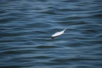 Feather in water