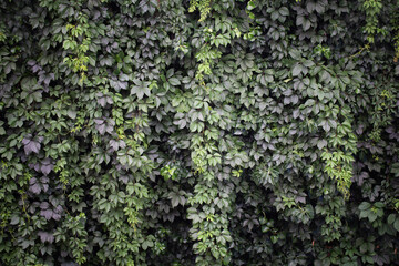 Green live wall with grapes and ivy	