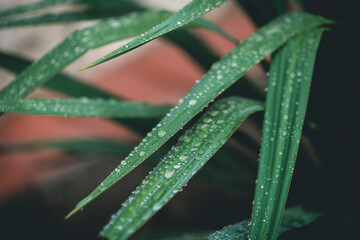 Green leaves of yucca with rain drops on the leaves