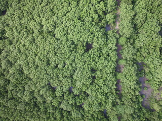 mangrove forest aerial view photography drone 
