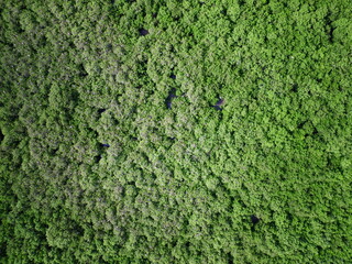 mangrove forest aerial view photography drone 