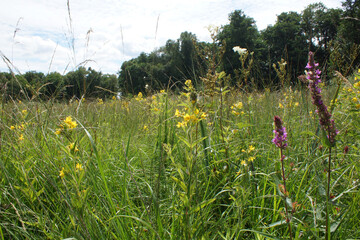 Natural Flower meadow in summer