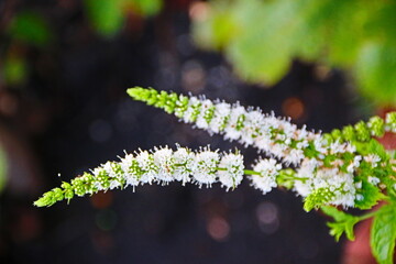 fondo natural con hojas verdes y plantas de montaña