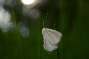 white butterfly on grass