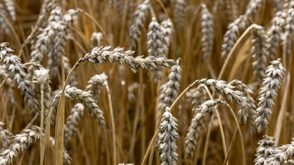 Field with ears of wheat in detail