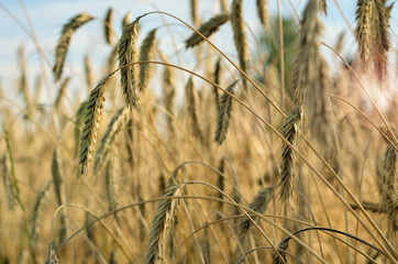 golden spikelets of ripe barley on the field against the blue sky in the sunlight in summer