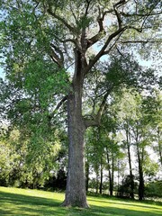 trees in the park