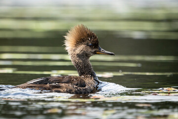 Female Hooded Merganser slowly swimming on a lake