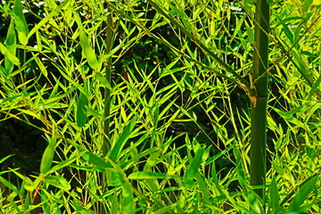 fondo natural con hojas verdes y plantas de montaña