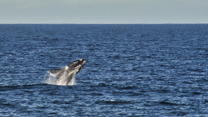 Fototapeta premium Southern Right whale breaching near Keurbooms Strand in Plettenberg bay