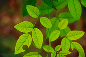 fondo natural con hojas verdes y plantas de montaña