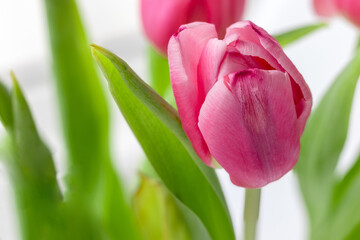 Bouquet of beautiful pink tulips against a blurred background. Delicate spring flowers as a gift for the holiday. Selective focus