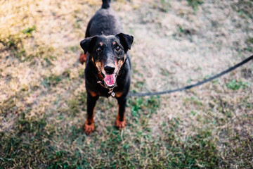 training of the German Jagdterrier in the summer on the lawn.