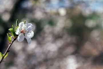 Cherry branch with white flower and blooming leaves against a blurred background. Flowering berry tree on a sunny spring day. Selective focus. Closeup view