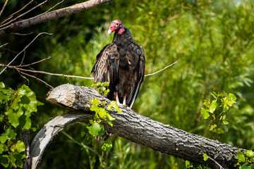 Turkey vulture perched in a tree by the St. Lawrence River