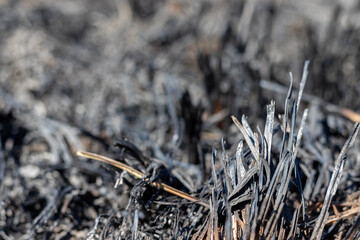 Glade after a fire with burnt grass closeup. Neglect of nature. Forest fires. Selective focus. Closeup view