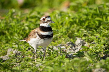 Killdeer bird walking in the grass near the shoreline along the St. Lawrence River