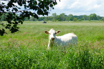 Kuh in Mecklenburg