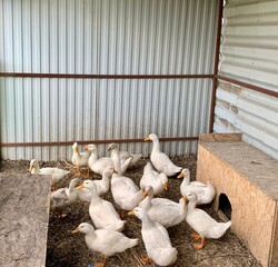 Goose at the House Goose Swans Goose eat grain Great White Goose.