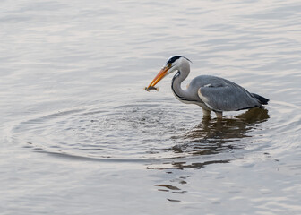 great blue heron